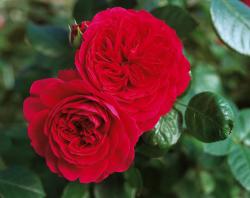 RED LEONARDO DE VINCI (MEIANGELE) (Ред Леонардо да Винчи)