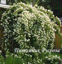 ROSA HELENAE SEMIPLENA (Роза Эльнэ Семиплена)