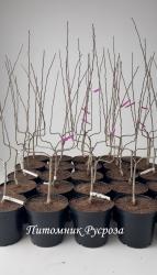 Груша "Дуаяне дю Комис"