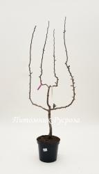 Груша "Парижанка"