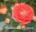 CARMEN (TANEMRAC) (Кармен) ШТ 80-90