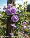 CLIMBING GARDEN BEAUTIES BLUE (Клаймин Гаден Бьютис Блю)