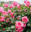 CLIMBING GARDEN BEAUTIES PINK (Клаймин Гаден Бьютис Пинк)