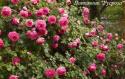 CLIMBING GARDEN BEAUTIES PINK (Клаймин Гаден Бьютис Пинк)