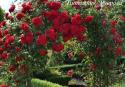 CLIMBING GARDEN BEAUTIES RED (Клаймин Гаден Бьютис Ред)