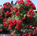 CLIMBING GARDEN BEAUTIES RED (Клаймин Гаден Бьютис Ред)