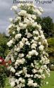 CLIMBING GARDEN BEAUTIES WHITE (Клаймин Гаден Бьютис Уайт)