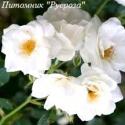 CLIMBING GARDEN BEAUTIES WHITE (Клаймин Гаден Бьютис Уайт)