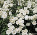 CLIMBING GARDEN BEAUTIES WHITE (Клаймин Гаден Бьютис Уайт)