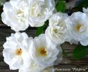 CLIMBING GARDEN BEAUTIES WHITE (Клаймин Гаден Бьютис Уайт)