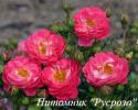 CHARMANT (Шарман)