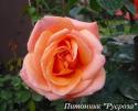 CHERRY BRANDY 85 (Черри Брэнди 85)