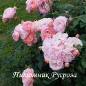 DORNBURGER SCHLOSSROSE (Дорнбурге Шлоссрозе) ШТ 80-90