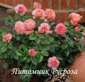 DORNBURGER SCHLOSSROSE (Дорнбурге Шлоссрозе) ШТ 80-90
