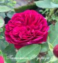 DARCEY BUSSELL (MONFERRATO) (Дарси Басл)