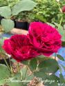 DARCEY BUSSELL (MONFERRATO) (Дарси Басл)