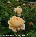GESUALDO DA VENOSA (Джезуальдо Ди Веноза)