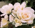 MARY BERRY ROSE (Мэри Бэри Роуз)