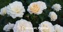 MARY BERRY ROSE (Мэри Бэри Роуз)