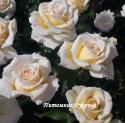 MARY BERRY ROSE (Мэри Бэри Роуз)