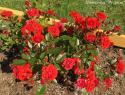 ORANGE BABYFLOR (Оранж Бэбифло)