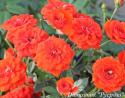 ORANGE BABYFLOR (Оранж Бэбифло)
