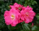PALMENGARTEN FRANKFURT (KORSILAN) (Пальменгартен Франкфурт)