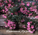 PALMENGARTEN FRANKFURT (KORSILAN) (Пальменгартен Франкфурт)