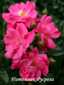 PALMENGARTEN FRANKFURT (KORSILAN) (Пальменгартен Франкфурт)