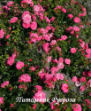 PALMENGARTEN FRANKFURT (KORSILAN) (Пальменгартен Франкфурт)