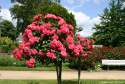 ROSARIUM UETERSEN (Розариум Ютерзен)