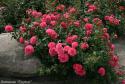 ROSARIUM UETERSEN (Розариум Ютерзен)
