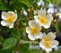 ROSA HELENAE (WILSON) (Роза Еленей)