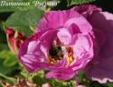 ROSA RUGOSA PINK (Роза Ругоза Пинк)