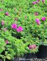 ROSA RUGOSA PINK (Роза Ругоза Пинк)