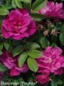 ROSA RUGOSA RED (Роза Ругоза Ред)