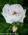 ROSA RUGOSA WHITE (Роза Ругоза Уайт)