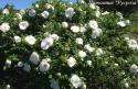 ROSA RUGOSA WHITE (Роза Ругоза Уайт)