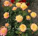 ROSE DER HOFFNUNG (Розе де Хофнун)