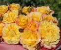 ROSE DER HOFFNUNG (Розе де Хофнун)