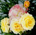 ROSE DER HOFFNUNG (Розе де Хофнун)