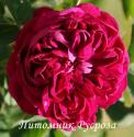 ROSE DE RESHT (Роз де Реш)