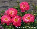 CHARMANT (Шарман)