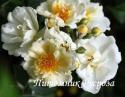 ROSA HELENAE SEMIPLENA (Роза Эльнэ Семиплена)