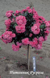 PALMENGARTEN FRANKFURT (KORSILAN) (Пальменгартен Франкфурт)