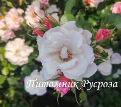 SHARON'S LOVE (Шэронз Лав)