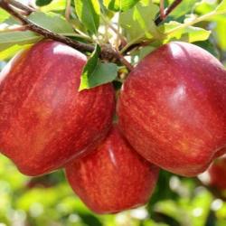 Яблоня "Гала" U шпалера