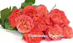 CARABELLA ЧГ (Карабелла)