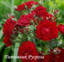 CRIMSON SILUETTA (Кримсон Силуетта)