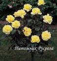 GOLDEN MEDAILLON (Голден Медальон)